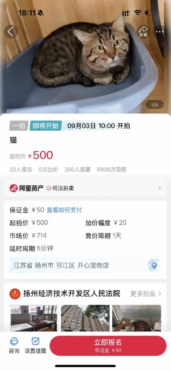 658金融网 “三岁坐了两年牢”！可爱狸花猫被司法拍卖，帮主人还395万元债？最新进展来了