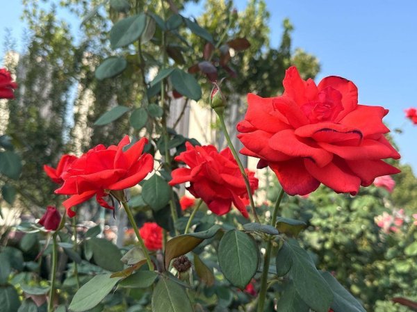 海会配资 合肥高新区“花样”告白 邀请您来邂逅秋日浪漫